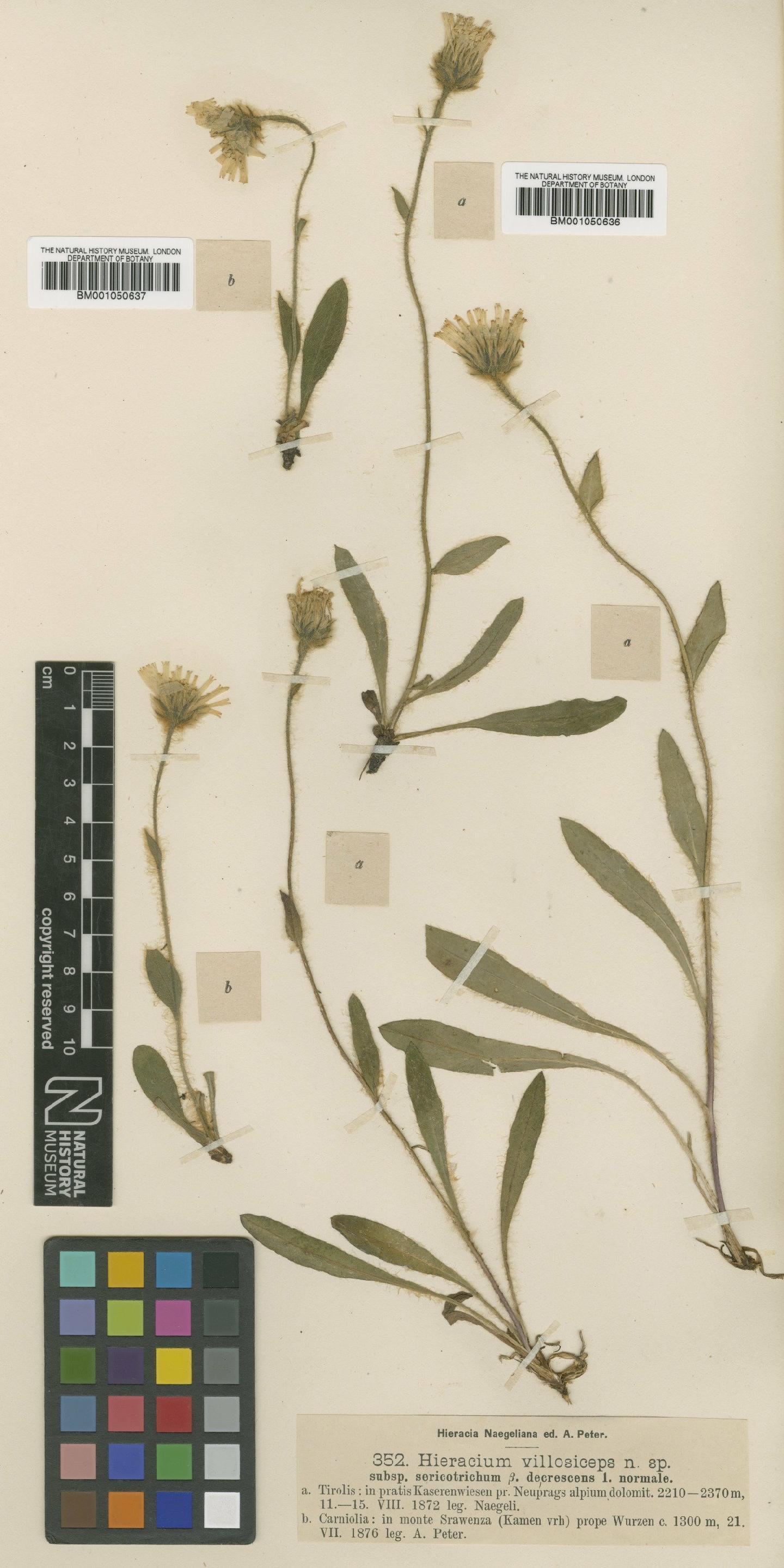 To NHMUK collection (Hieracium morisianum subsp. sericotrichum (Nägeli & Peter) Zahn; NHMUK:ecatalogue:2396740)