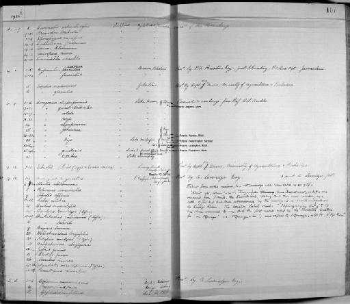 Glyphisodon fallax - Zoology Accessions Register: Fishes: 1912 - 1936: page 107