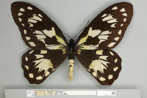 Ornithoptera victoriae rubianus Rothschild, 1904 - 013602612__