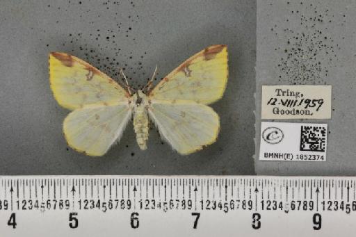Opisthograptis luteolata (Linnaeus, 1758) - BMNHE_1852374_427702