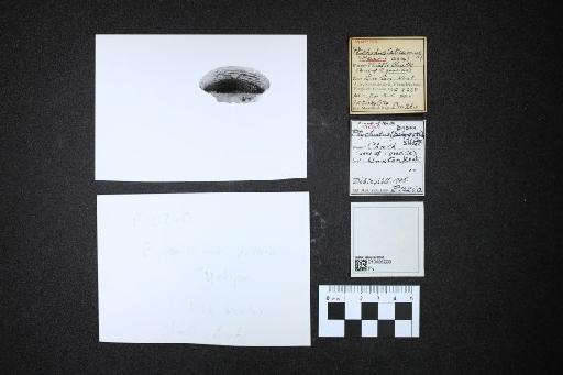 Ptychodus latissimus infraphylum Gnathostomata Agassiz, 1843 - 010026228_L010040565_(3)