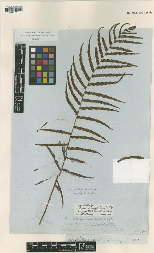 Sphaerostephanos angustifolius (C.Presl) Holttum - BM001044900