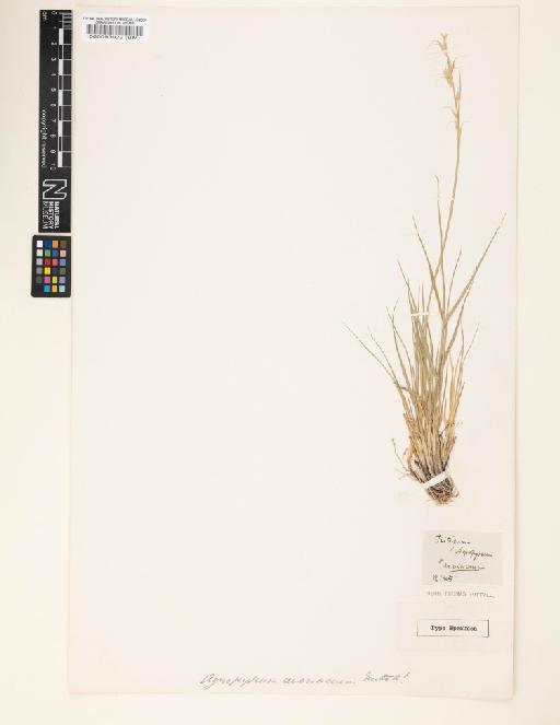 Agropyron avenaceum Nutt. - 000093022