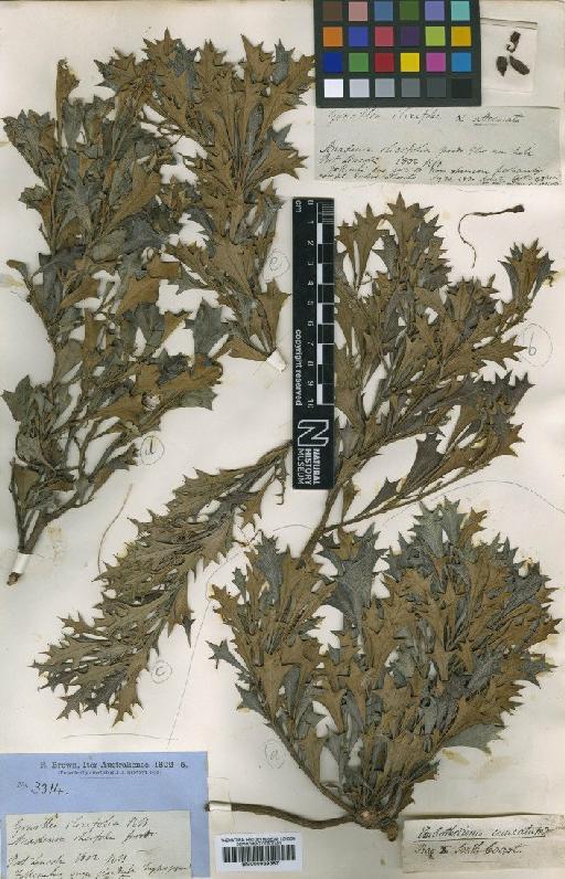 Grevillea ilicifolia R.Br. - BM000939387 (2)