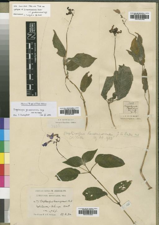 Streptocarpus glandulosissimus Engl. - BM000930961