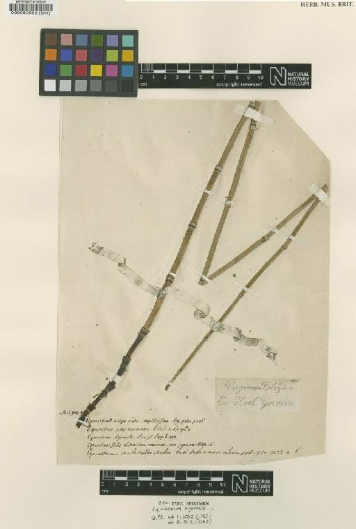 Equisetum hyemale L. - BM000062952