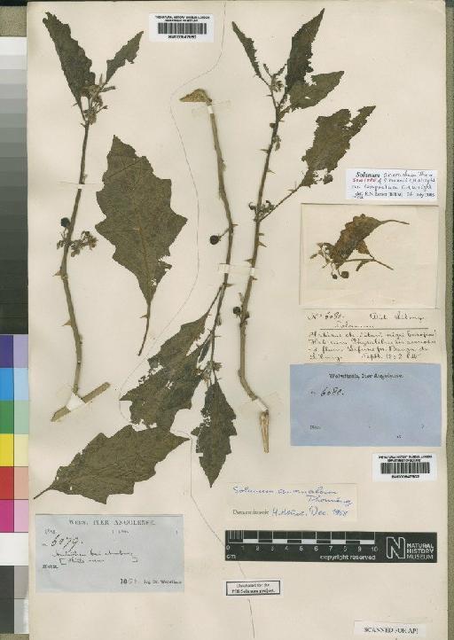 Solanum anomalum Thonn. - BM000847802