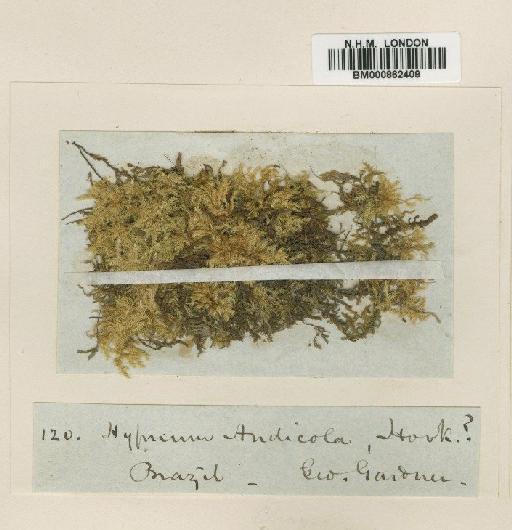 Mittenothamnium andicola (Hook.) Cardot - BM000862409
