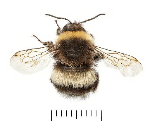 Bombus lucorum (Linnaeus, 1761) - Bombus_lucorum_agg-NHMUK010265360-male-dorsal_habitus-with_millimetre_scale