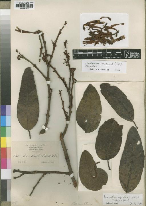 Agelanthus uhehensis (Engl.) Polhill & Wiens - BM000910873