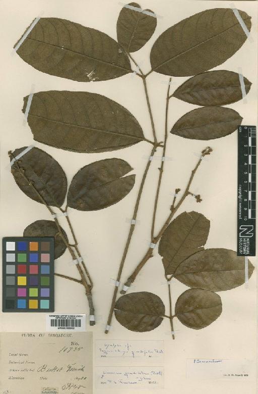 Canarium grandifolium (Ridl.) H.J.Lam - BM000798906