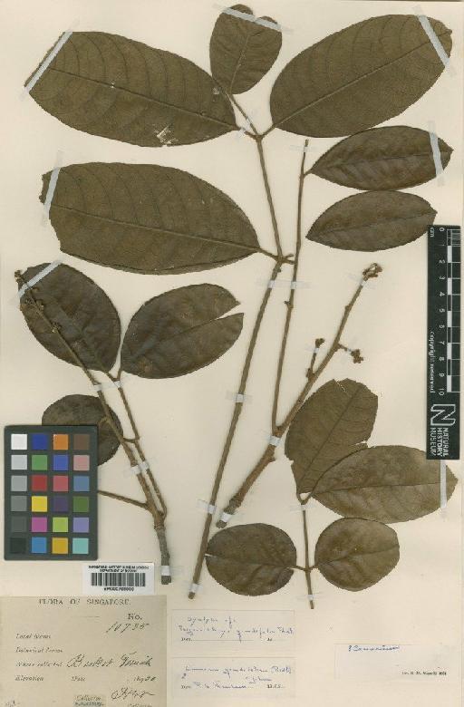 Cannarium grandifolium (Ridl.) H.J.Lam - BM000798906