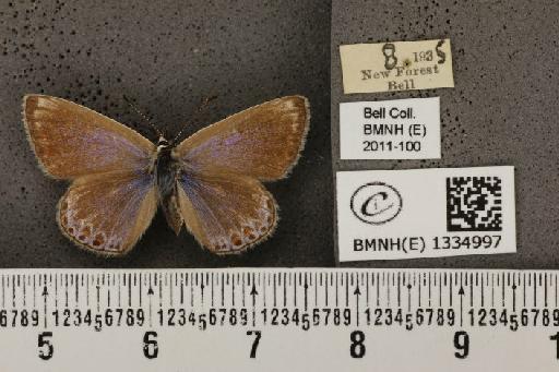 Polyommatus icarus icarus (Rottemburg, 1775) - BMNHE_1334997_142822