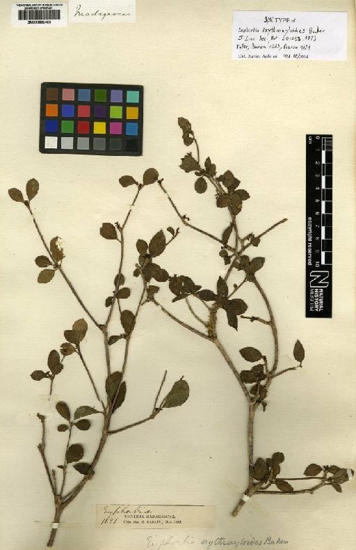 Euphorbia erythroxyloides Baker - BM000832483