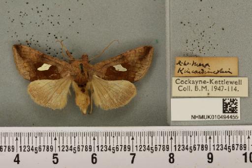 Autographa bractea ab. bracteana Strand, 1916 - NHMUK_010494455_550109