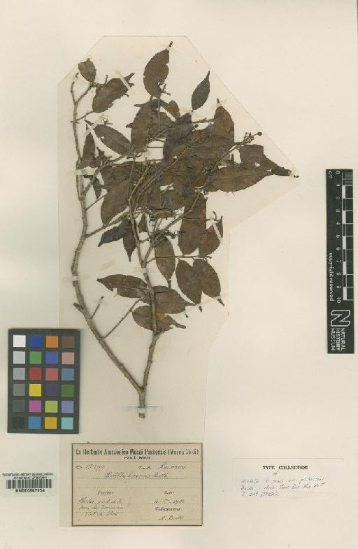 Hirtella bicornis var. pubescens Ducke - BM000602454