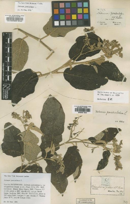 Solanum paniculatum L. - BM000099888