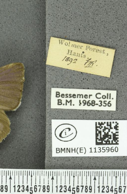 Neozephyrus quercus ab. caerulescens Lempke, 1936 - BMNHE_1135960_label_94051