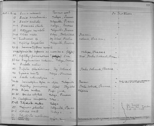 Diopatra splendidissima - Zoology Accessions Register: Annelida & Echinoderms: 1924 - 1936: page 89