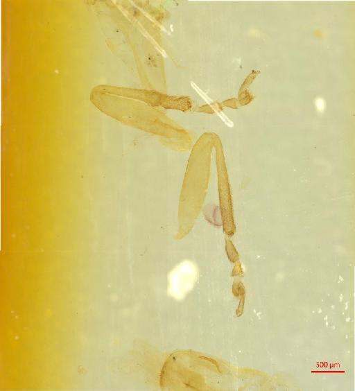 Galerucinae Latreille, 1802 - 010131554___5