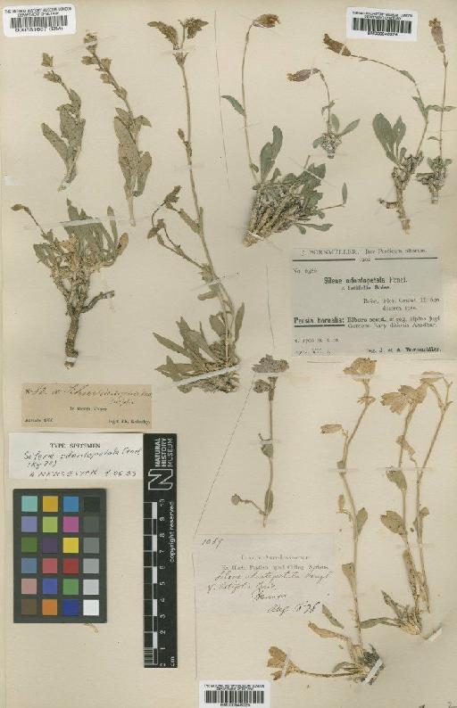 Silene odontopetala Fenzl - BM000946326