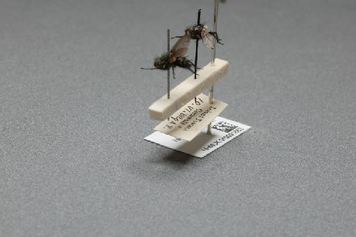 Sarcophaga (Myorhina) nigriventris Meigen, 1826 - 015091862_additional_3