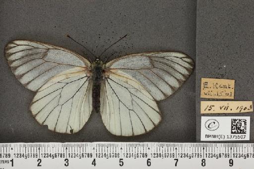 Aporia crataegi (Linnaeus, 1758) - BMNHE_1375507_160809