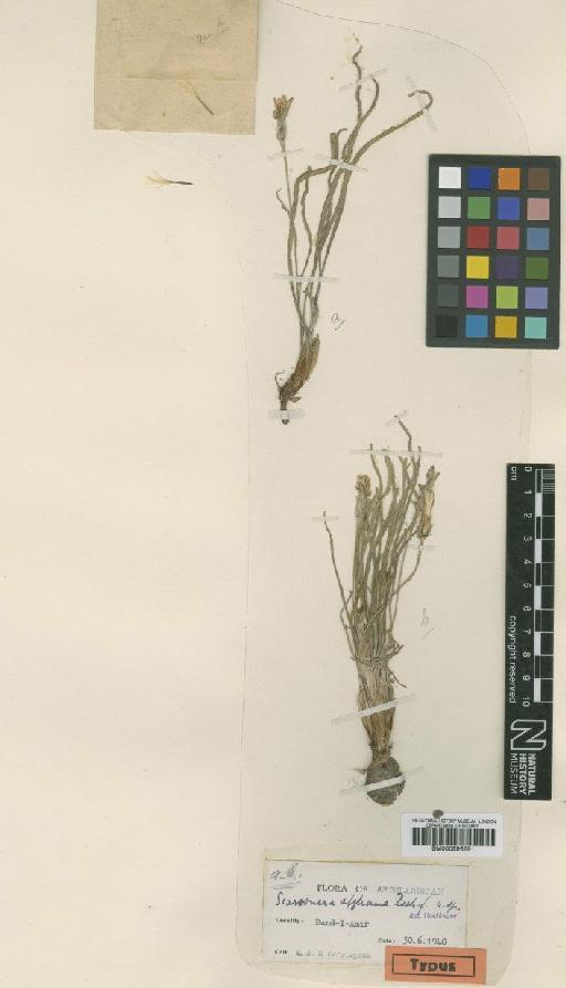 Scorzonera afghana Rech.f. - BM000996291