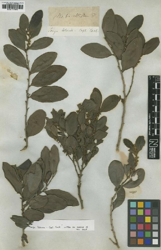 Diospyros ellipticifolia (Stokes) Bakh. - BM001015976