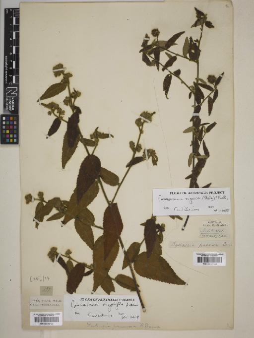 Commersonia dasyphylla Andrews - BM000820141