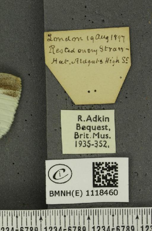 Pieris rapae rapae (Linnaeus, 1758) - BMNHE_1118460_label_75318