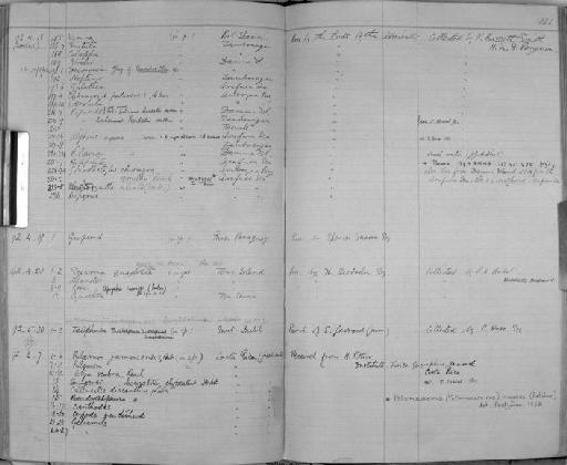 Gonodactylus smitthi Pocock - Zoology Accessions Register: Crustacea: 1876 - 1905: page 141