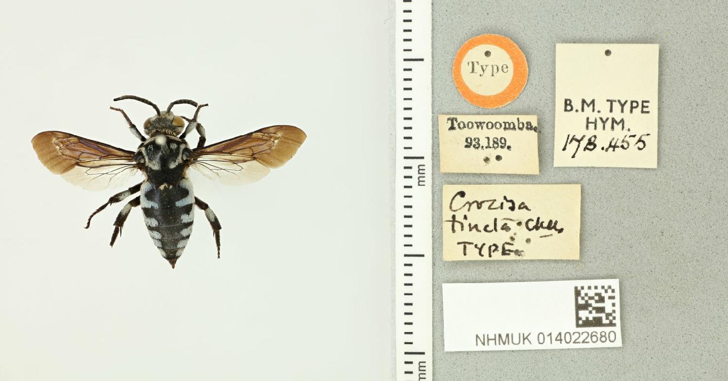 Thyreus tinctus