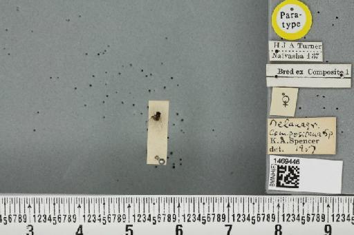 Melanagromyza compositana Spencer, 1959 - BMNHE_1469446_45206
