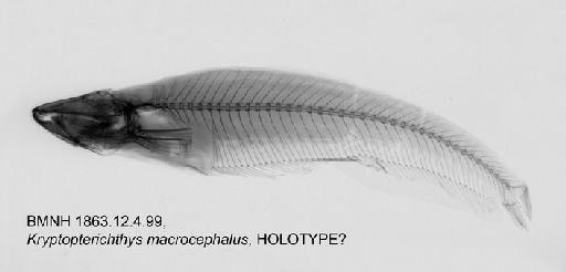 Kryptopterichthys macrocephalus Bleeker, 1858 - BMNH 1863.12.4.99, HOLOTYPE?, Kryptopterichthys macrocephalus Radiograph