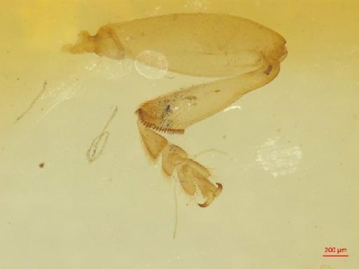 Neohelota mariae (Ritsema, 1899) - 010130231___9