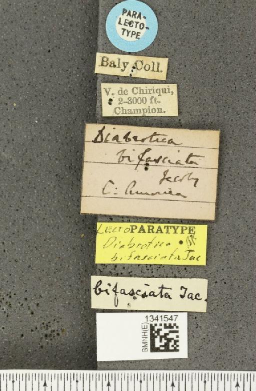 Gynandrobrotica bifasciata (Jacoby, 1887) - BMNHE_1341547_label_23626