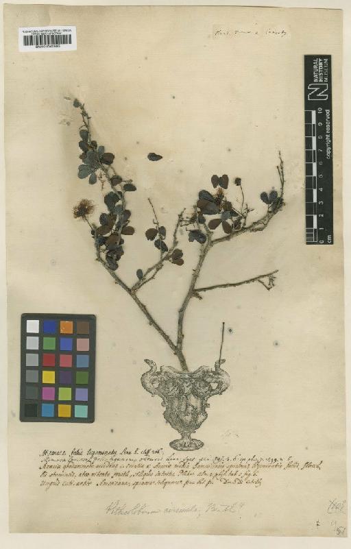 Pithecellobium circinale (L.) Benth. - BM001042595