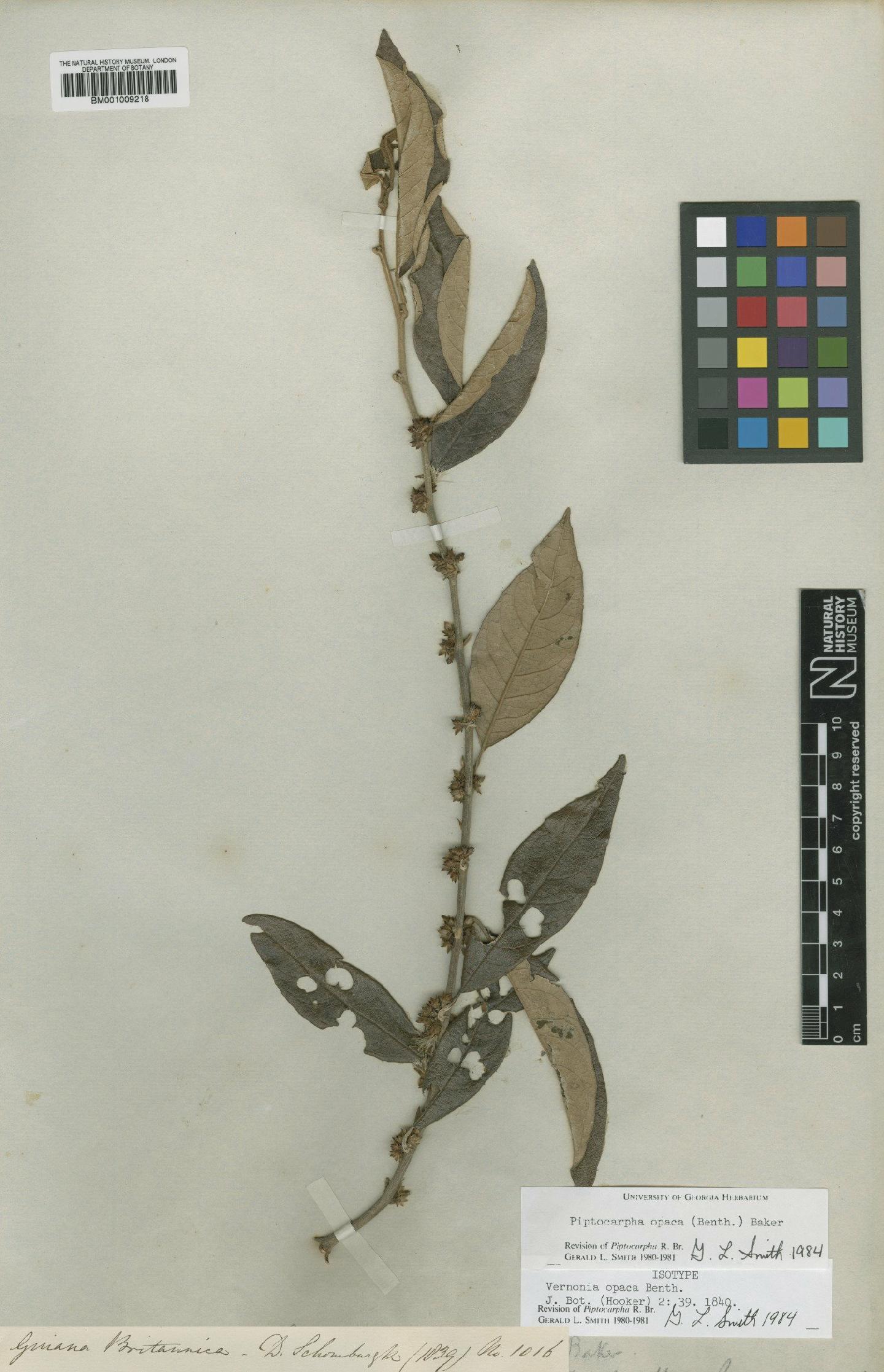To NHMUK collection (Piptocarpha opaca (Benth.) Baker; Isotype; NHMUK:ecatalogue:557580)