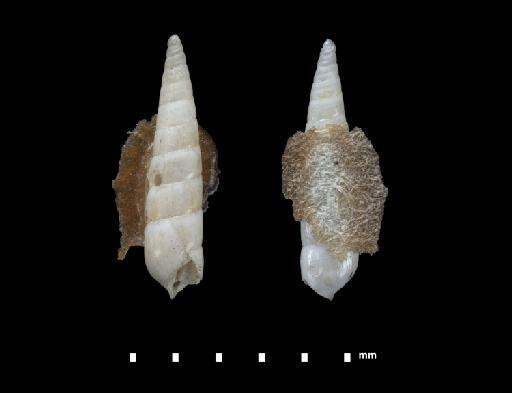 Syrnola tincta subterclass Tectipleura Angas, 1871 - 1871.7.5.6a