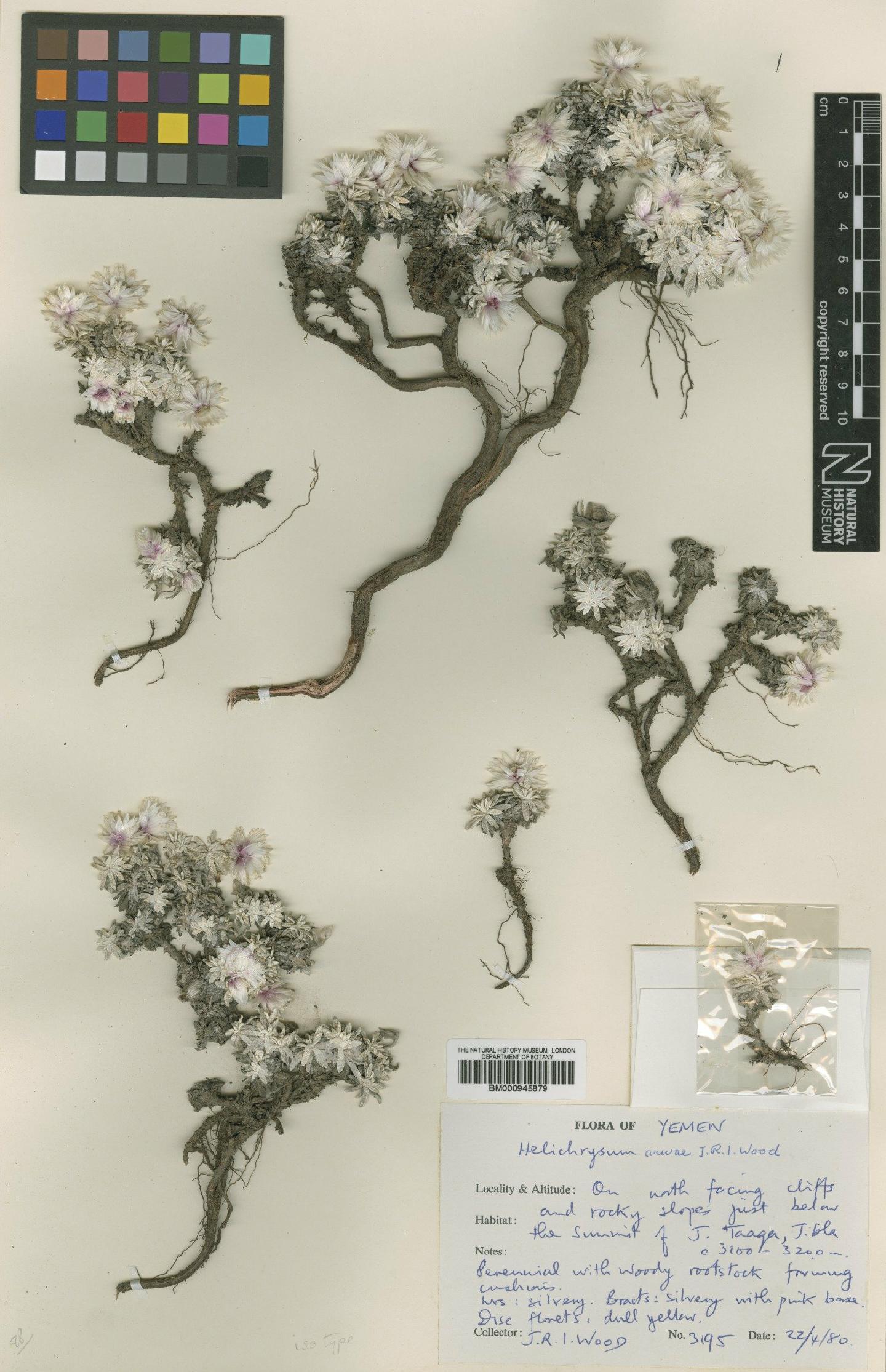 To NHMUK collection (Helichrysum arwae J.R.I.Wood; Isotype; NHMUK:ecatalogue:473240)