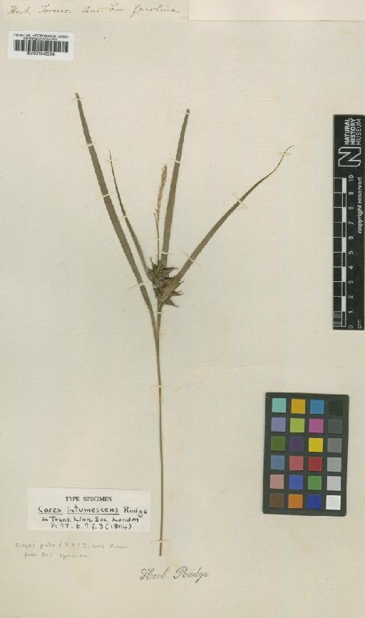 Carex intumescens Rudge - BM001042058