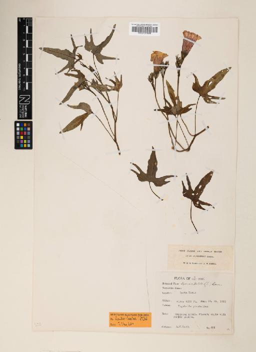 Ipomoea batatas (L.) Lam. - 001011098