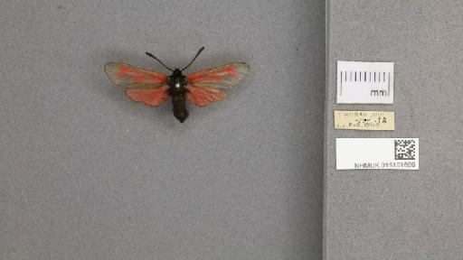 Zygaena (Mesembrynus) purpuralis purpuralis (Brünnich, 1763) - 015191599_775459_1477570