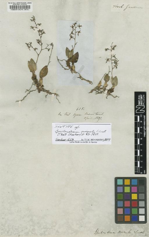 Epidendrum avicula Lindl. - BM000091525