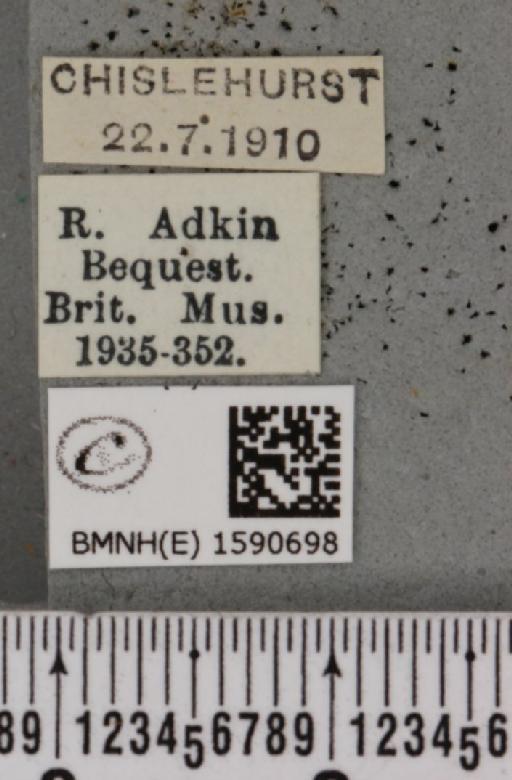 Idaea biselata ab. fimbriolata Stephens, 1831 - BMNHE_1590698_label_265703