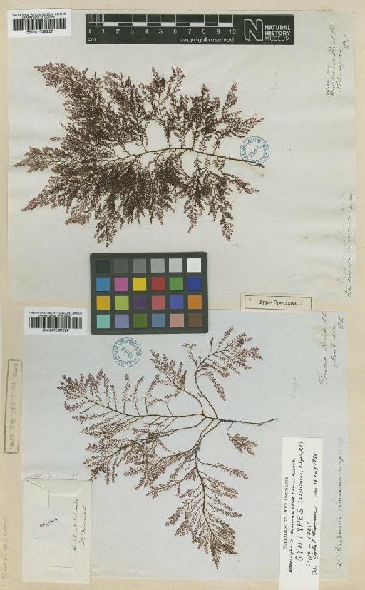 Heterosiphonia concinna (Hook.f. & Harv.) Falkenb. - BM001039228