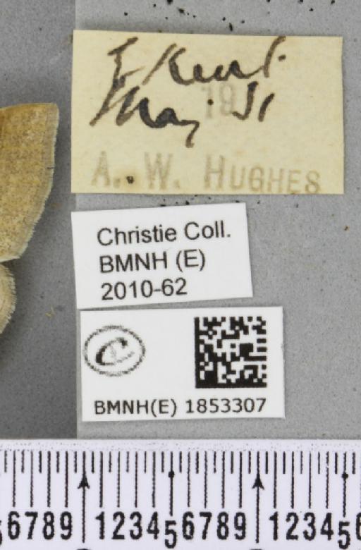 Petrophora chlorosata (Scopoli, 1763) - BMNHE_1853307_label_426065