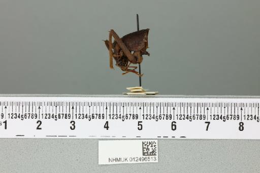 Rhaphidophora chopardi Karny, 1924 - 012496513_reverse