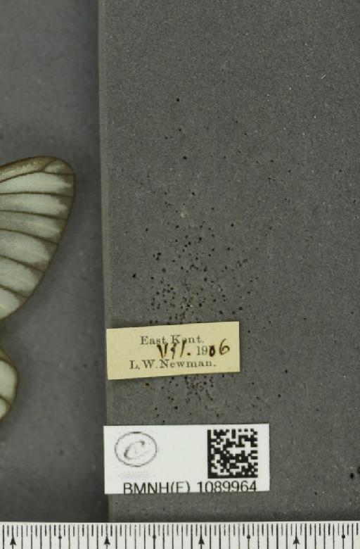 Aporia crataegi (Linnaeus, 1758) - BMNHE_1089964_label_69745